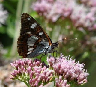 Akdeniz Hanmeli Kelebei (Limenitis reducta)
