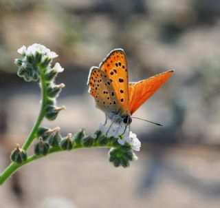 Kk Ate Gzeli (Lycaena thersamon)