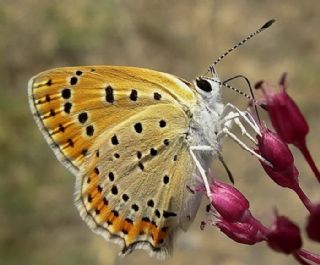Kk Ate Gzeli (Lycaena thersamon)
