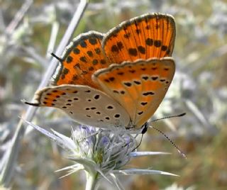 Kk Ate Gzeli (Lycaena thersamon)