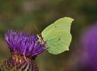 Orakkanat (Gonepteryx rhamni)