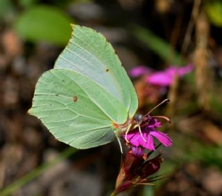 Orakkanat (Gonepteryx rhamni)