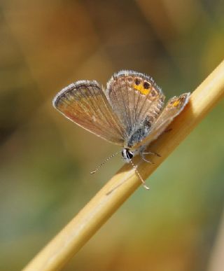 Mcevher Kelebei (Chilades trochylus)