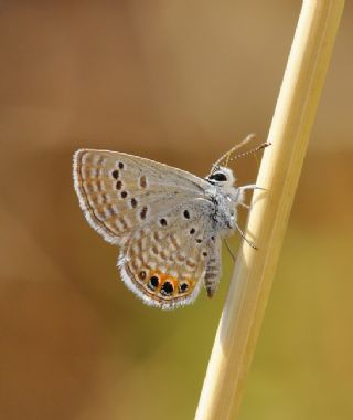 Mcevher Kelebei (Chilades trochylus)