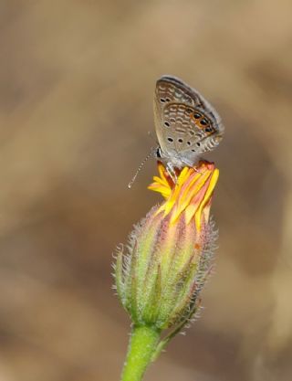 Mcevher Kelebei (Chilades trochylus)