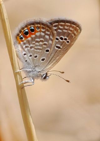 Mcevher Kelebei (Chilades trochylus)