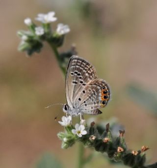 Mcevher Kelebei (Chilades trochylus)