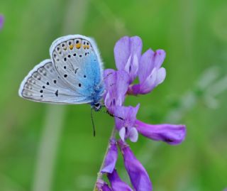 okgzl Amanda (Polyommatus amandus)