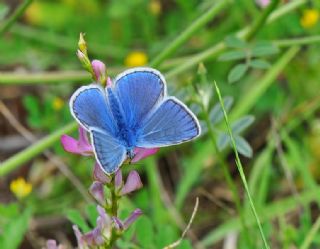 okgzl Amanda (Polyommatus amandus)