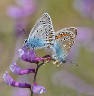 okgzl Amanda (Polyommatus amandus)