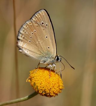 Anormal okgzl (Polyommatus admetus)
