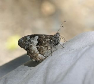 Byk Karamelek (Hipparchia syriaca)