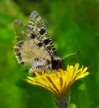 Yalanc Apollo (Archon apollinus)