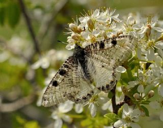 Yalanc Apollo (Archon apollinus)