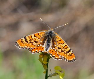 Gzel Nazuum (Euphydryas orientalis)