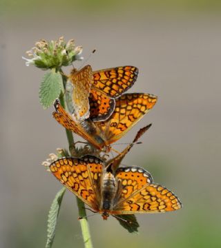 Nazuum (Euphydryas aurinia)