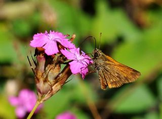 Orman Zpzp (Ochlodes sylvanus)