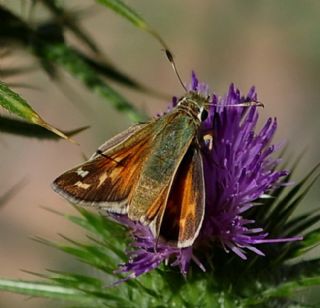 Gm Benekli Zpzp (Hesperia comma)