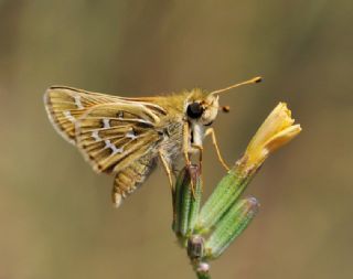 Gm Benekli Zpzp (Hesperia comma)