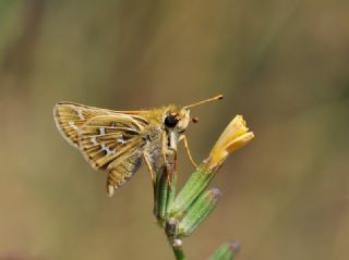 Gm Benekli Zpzp (Hesperia comma)