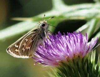 Gm Benekli Zpzp (Hesperia comma)