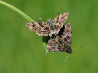 ark Zpzp (Carcharodus orientalis)