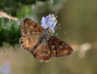 Pasl Zpzp (Erynnis tages)