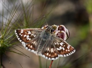 Gzel Zpzp (Pyrgus cinarae)