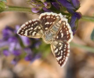 Acem Zpzp (Spialia phlomidis)