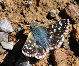 Kzl Zpzp (Spialia orbifer)