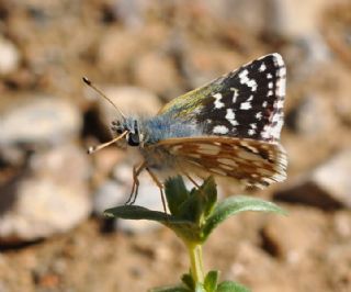Kzl Zpzp (Spialia orbifer)