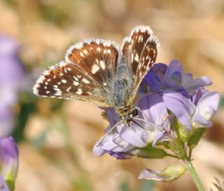 Kzl Zpzp (Spialia orbifer)