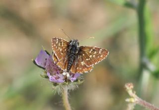 Ege Zpzp (Pyrgus melotis)