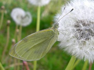Yalanc� Beyazmelek&nbsp;(Pieris&nbsp;pseudorapae)