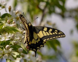 Krlangkuyruk (Papilio machaon)