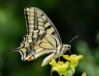 Erik Krlangkuyruk (Iphiclides podalirius)