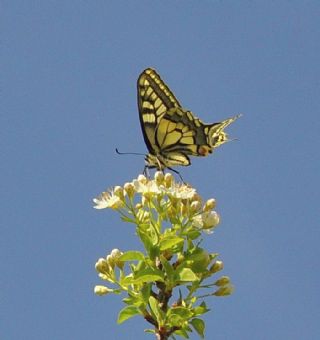 Krlangkuyruk (Papilio machaon)