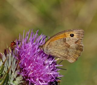 Esmerperi (Hyponephele lupina)