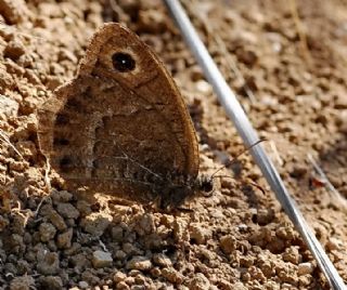 Hametli Pirireis (Satyrus ferulus)