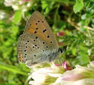 Byk Mor Bakr Gzeli (Lycaena alciphron)