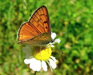 Byk Mor Bakr Gzeli (Lycaena alciphron)