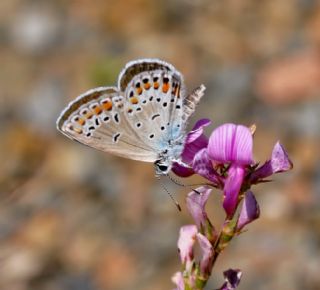 Doulu Esmergz (Plebejus carmon)