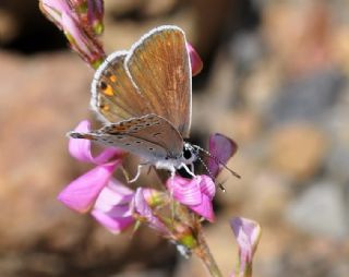 Doulu Esmergz (Plebejus carmon)