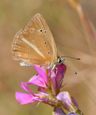 okgzl Lbnan Esmeri (Polyommatus alcestis)
