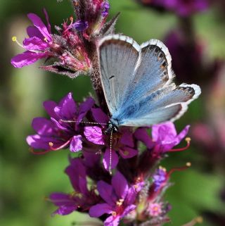 okgzl Anadolu illi Mavisi (Polyommatus ossmar)