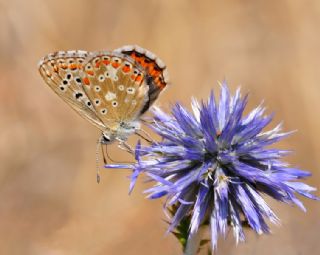 okgzl Gk Mavisi (Polyommatus bellargus)