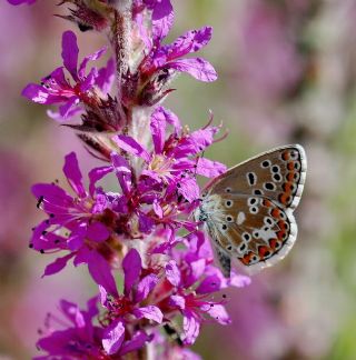 okgzl Anadolu illi Mavisi (Polyommatus ossmar)