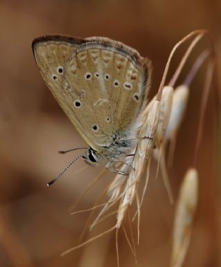 Anormal okgzl (Polyommatus admetus)