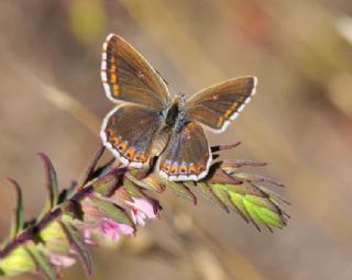 okgzl Anadolu illi Mavisi (Polyommatus ossmar)