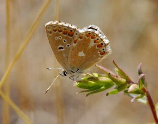 okgzl Anadolu illi Mavisi (Polyommatus ossmar)